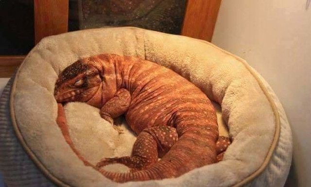 Позитив в картинках и фотоприколах