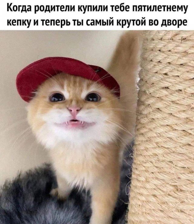 Смешные мемы