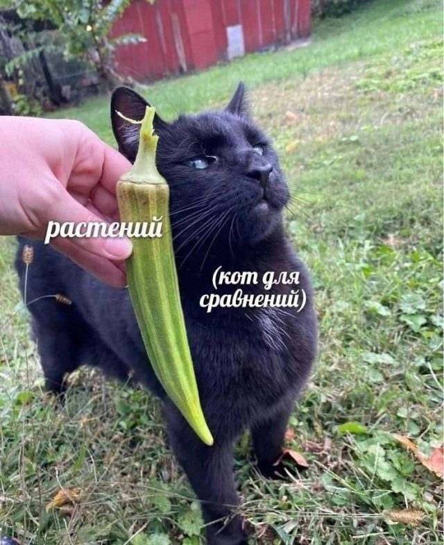 Смешные мемы