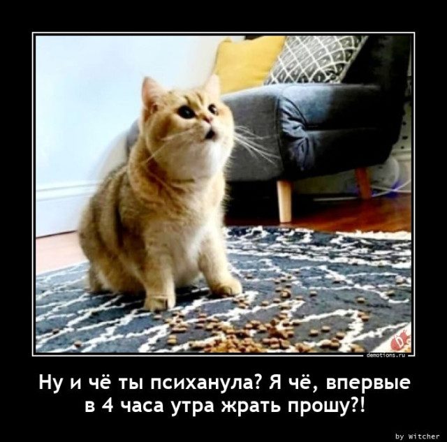 Демотиваторов порция