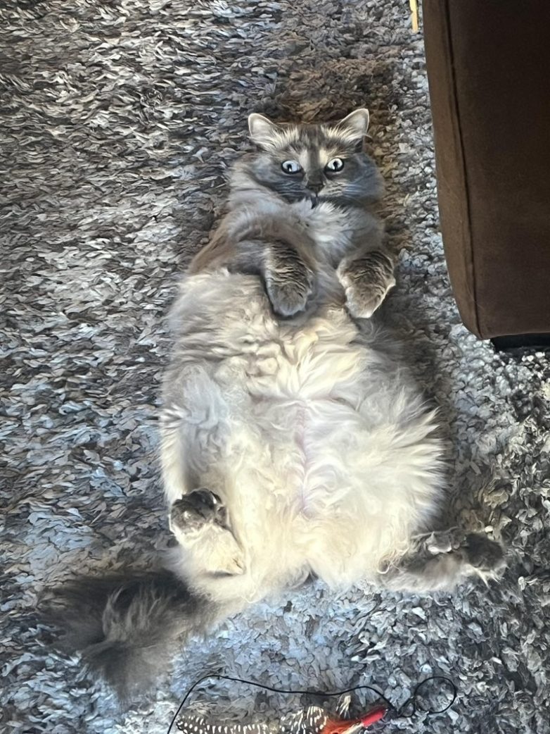 Кошачьи позы, которые смешнее любого мема