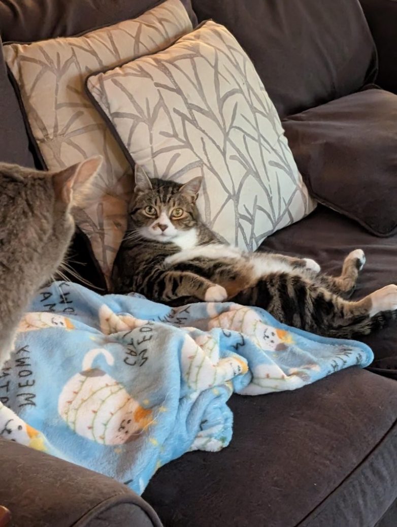 Кошачьи позы, которые смешнее любого мема