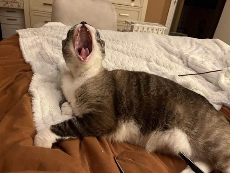 Кошачьи позы, которые смешнее любого мема