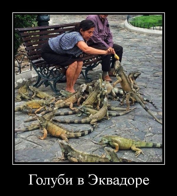 Демотиваторы — приколы