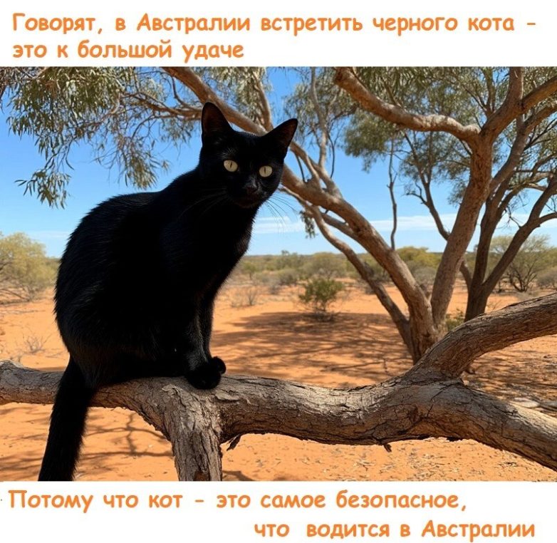 Веселые шутки-картинки