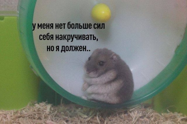 Мемы с животными