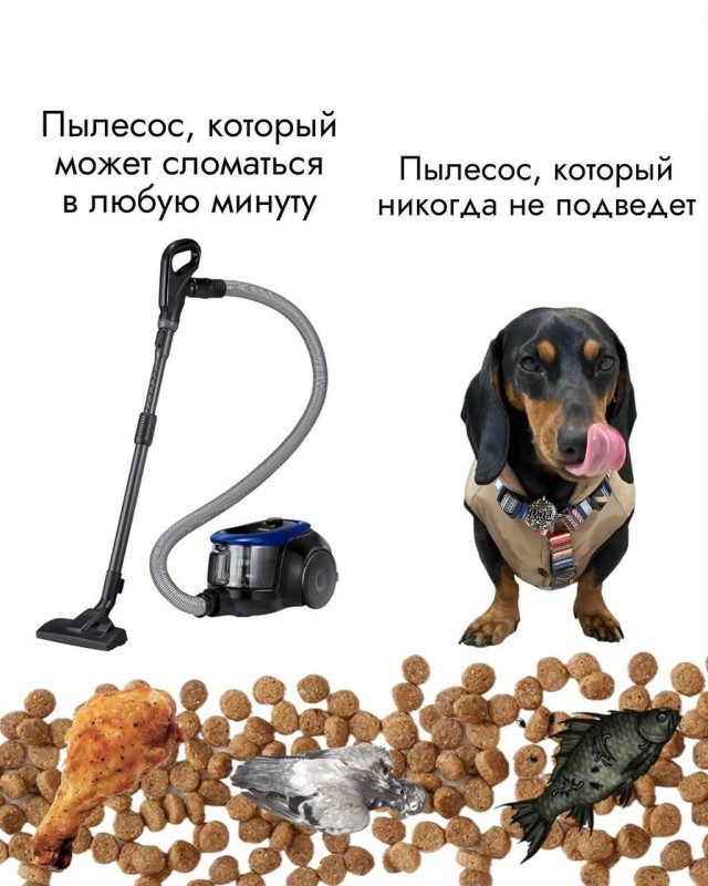Мемы с животными