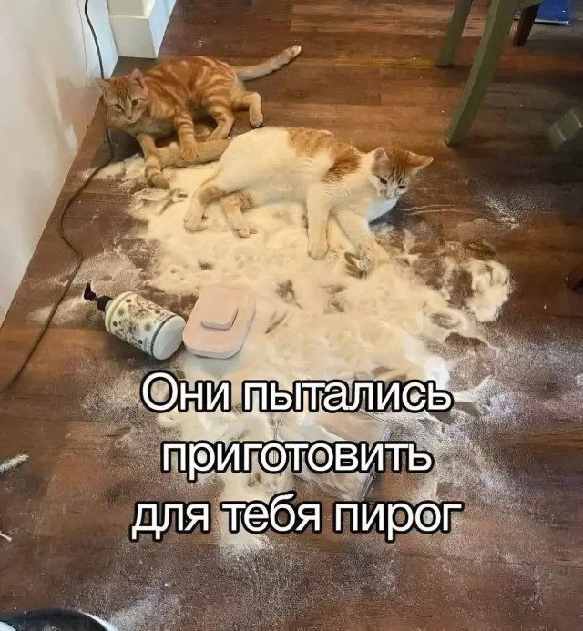 Мемы с животными