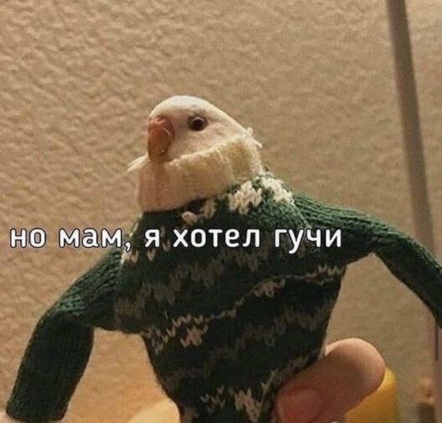 Мемы с животными