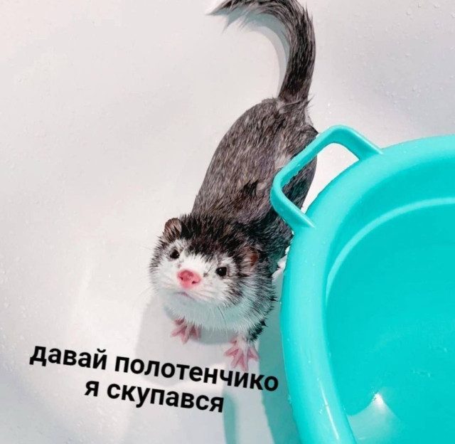 Мемы с животными