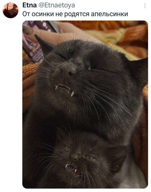 Лучшие шутки и мемы