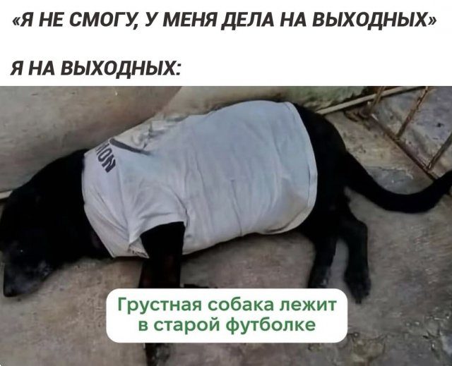 Лучшие шутки и мемы