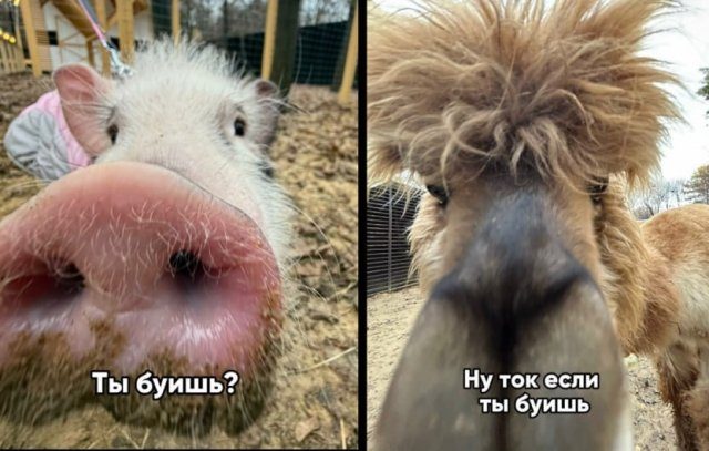 Лучшие шутки и мемы