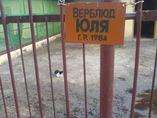 Коллекция странноватых вывесок, объявлений и названий