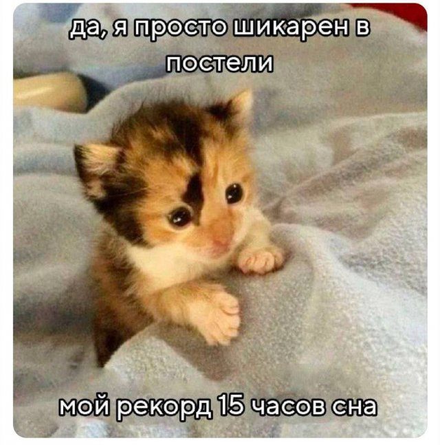 Лучшие шутки и мемы