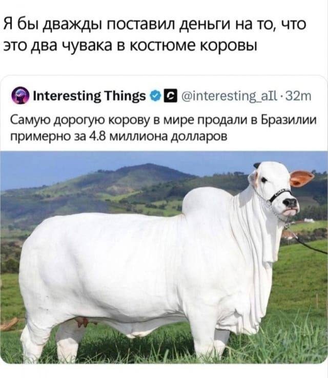 Немного мемов на ночь для хороших снов