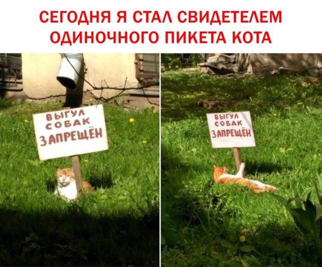 Марафон мемов для приятных выходных