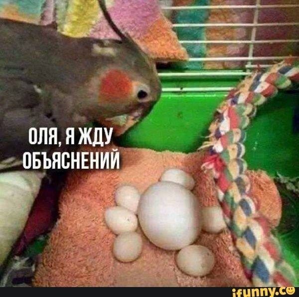 Подборка мемов для отдыха вечером