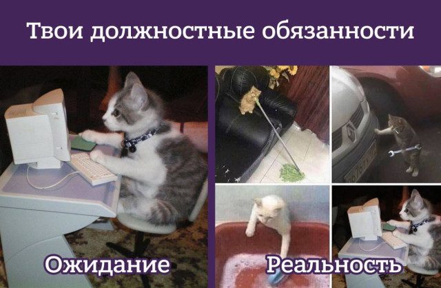 Забавные и милые мемы со зверюшками