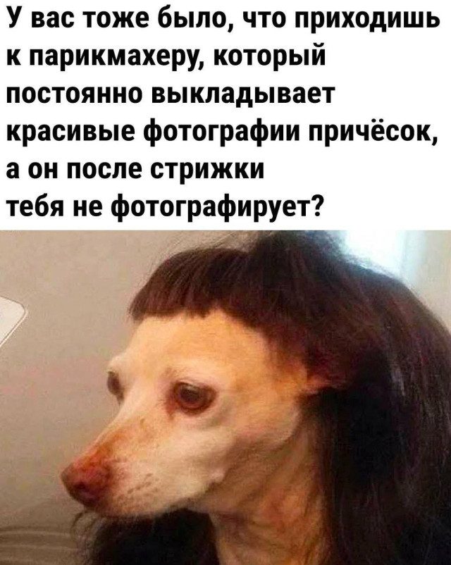 Забавные и милые мемы со зверюшками