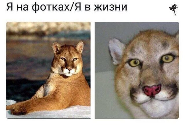 Забавные и милые мемы со зверюшками