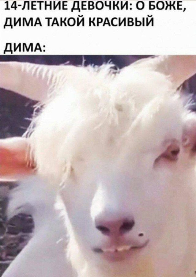 Забавные и милые мемы со зверюшками