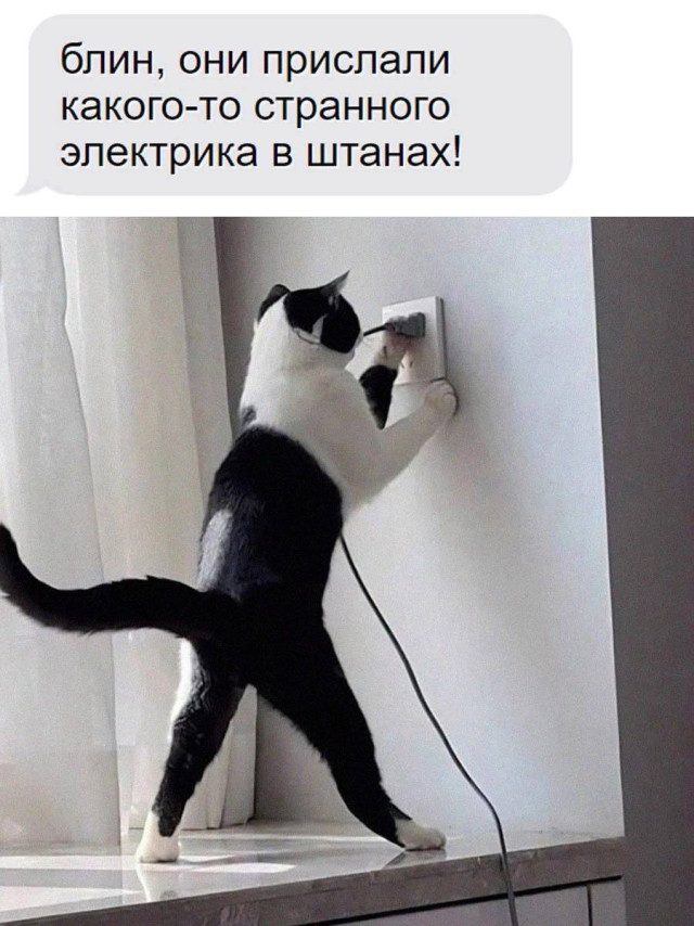 Прикольные картинки с котиками, хорошо прочувствовавшими жизнь