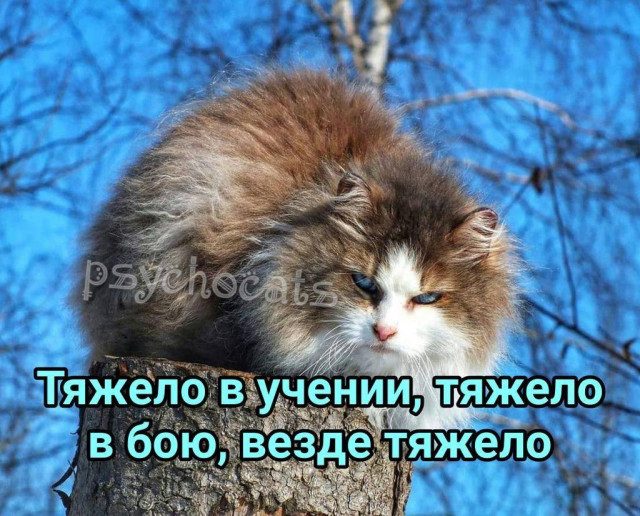 Прикольные картинки с котиками, хорошо прочувствовавшими жизнь