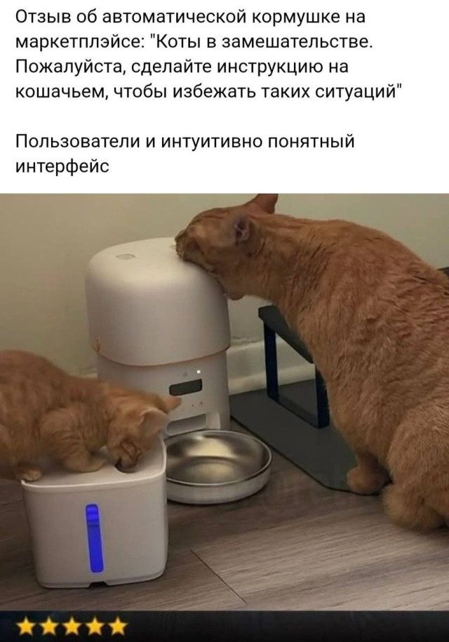 Прикольные картинки с котиками, хорошо прочувствовавшими жизнь
