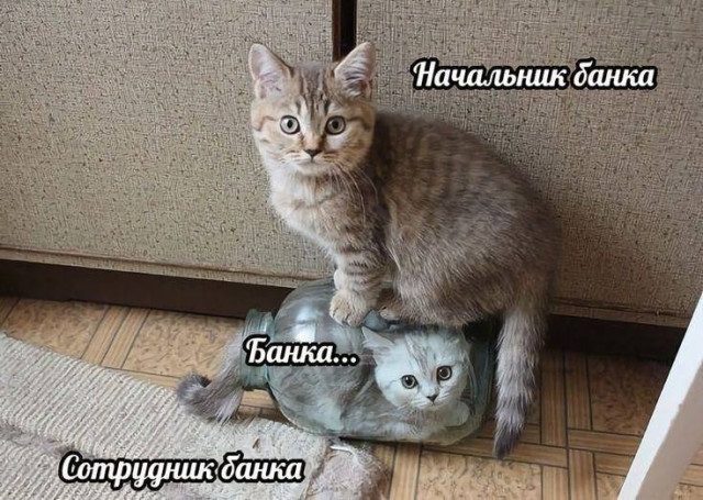 Прикольные картинки с котиками, хорошо прочувствовавшими жизнь