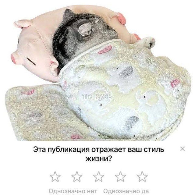 Прикольные картинки с котиками, хорошо прочувствовавшими жизнь