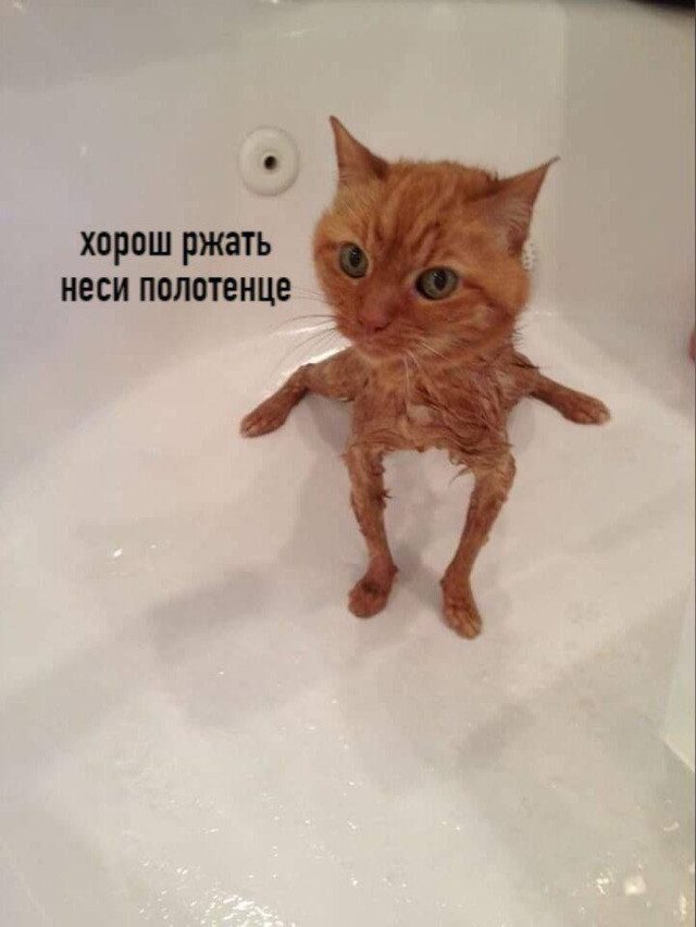 Прикольные картинки с котиками, хорошо прочувствовавшими жизнь