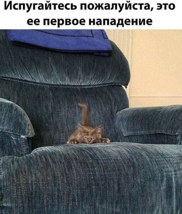 Прикольные картинки с котиками, хорошо прочувствовавшими жизнь