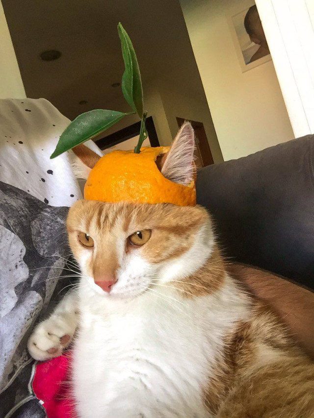 Фото рыжих котиков, которые попали в небольшую передрягу