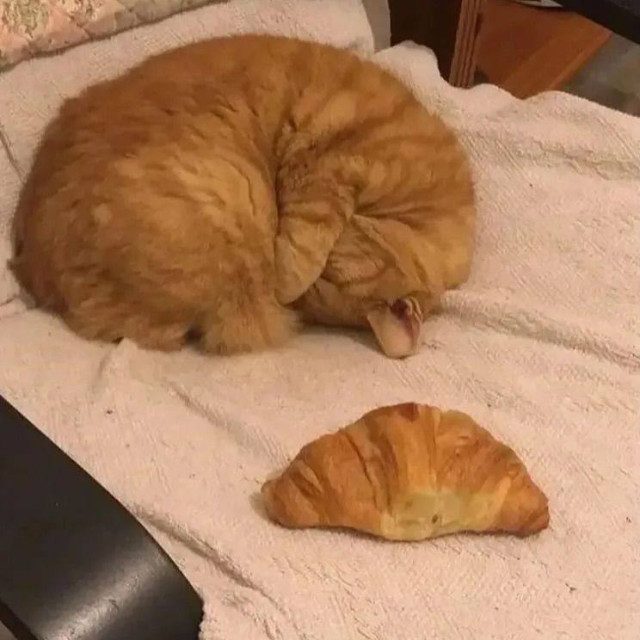 Фото рыжих котиков, которые попали в небольшую передрягу