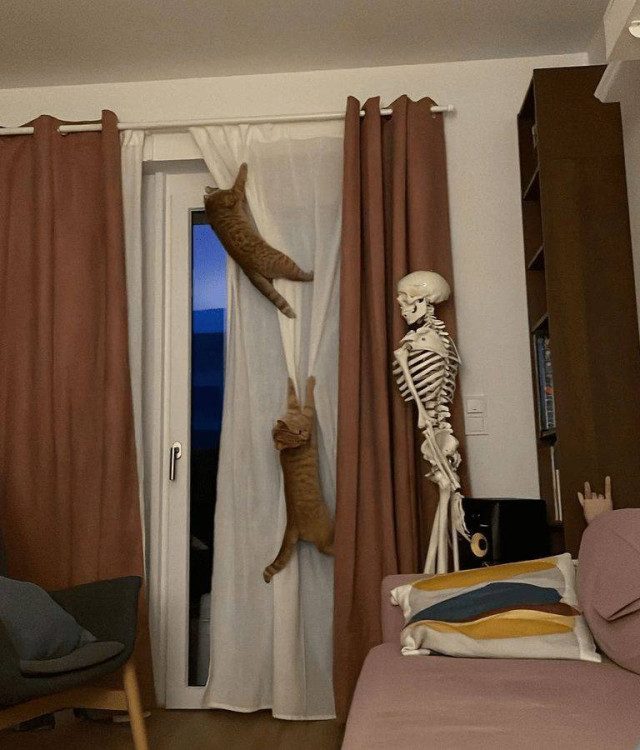 Фото рыжих котиков, которые попали в небольшую передрягу