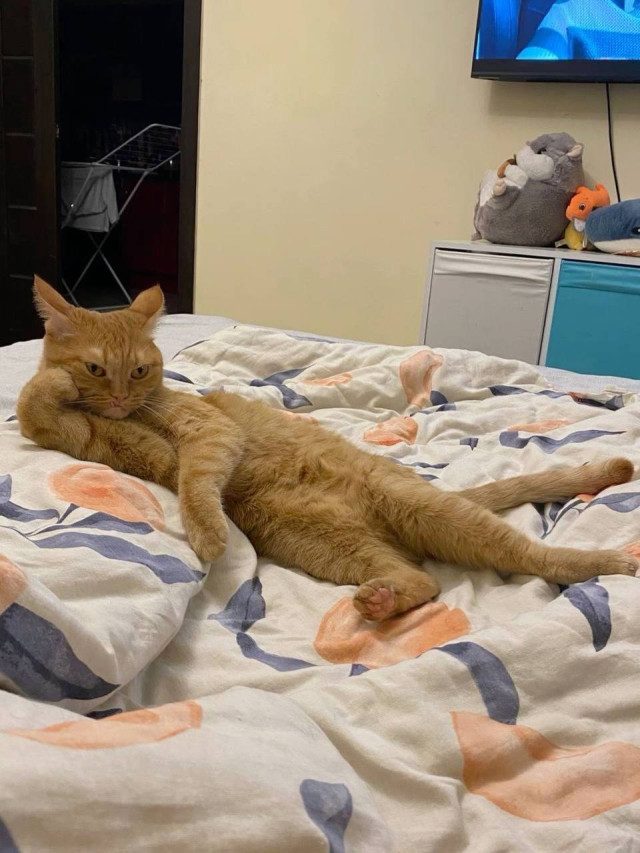 Фото рыжих котиков, которые попали в небольшую передрягу