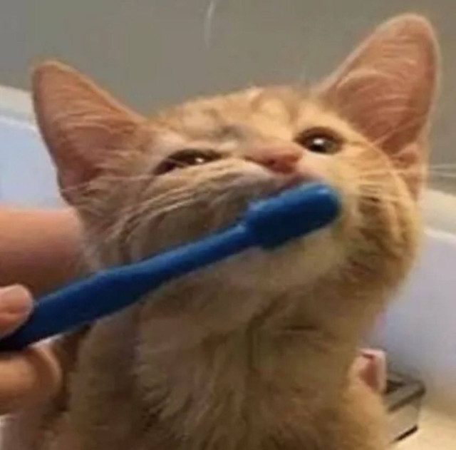 Фото рыжих котиков, которые попали в небольшую передрягу