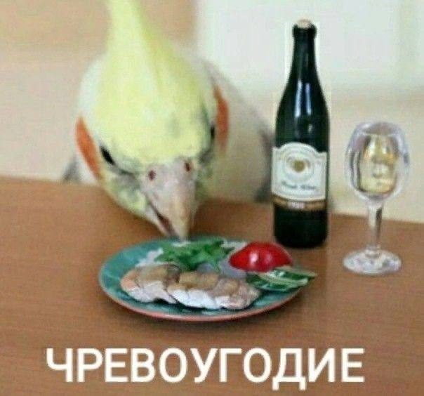 Забавные и милые картинки с попугами