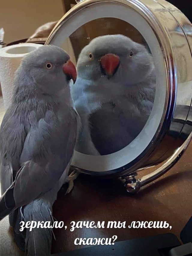 Забавные и милые картинки с попугами