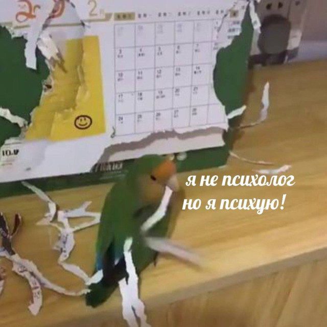 Забавные и милые картинки с попугами