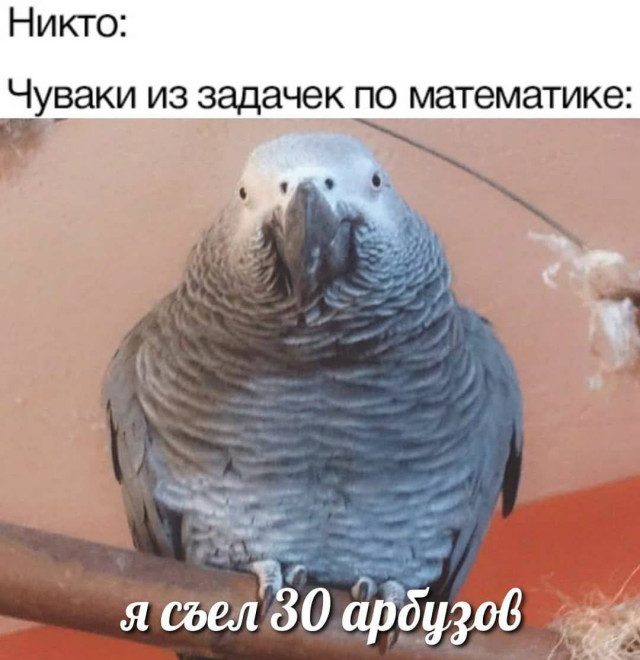 Забавные и милые картинки с попугами