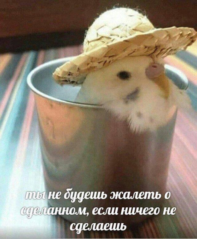 Забавные и милые картинки с попугами