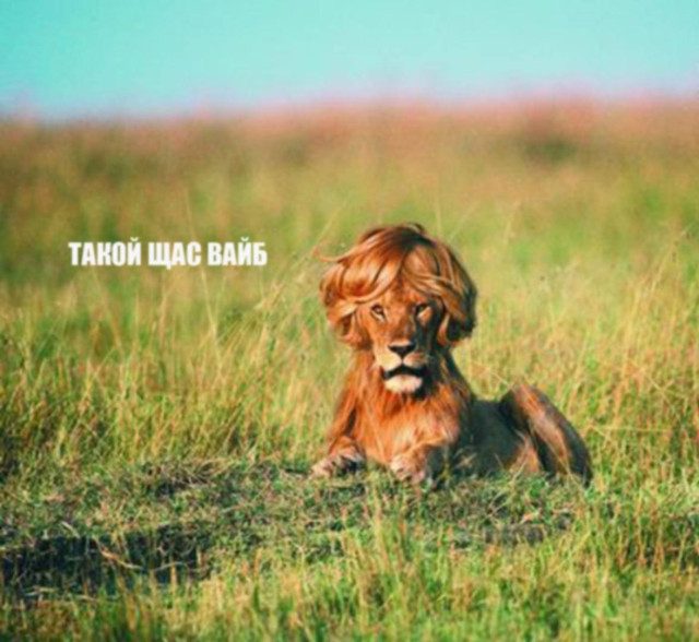 Дополнительная коллекция мемов