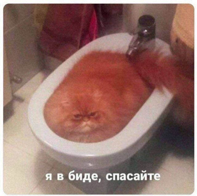 Свежие мемы для удачного дня и хорошего настроения