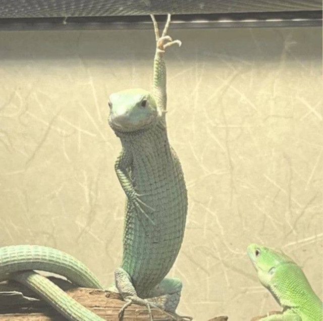 Хорошенькие и забавные фото наших маленьких пушистых друзей