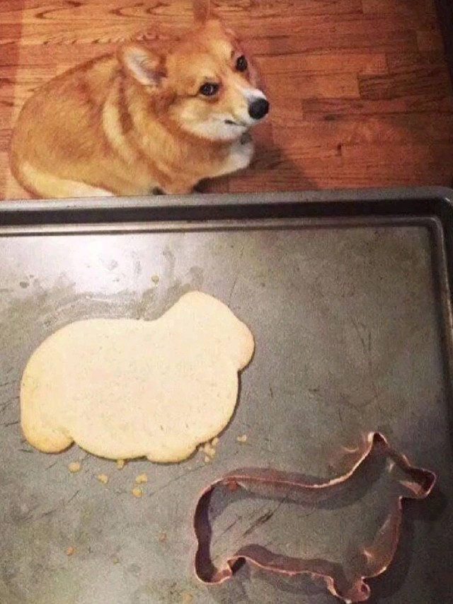 Хорошенькие и забавные фото наших маленьких пушистых друзей