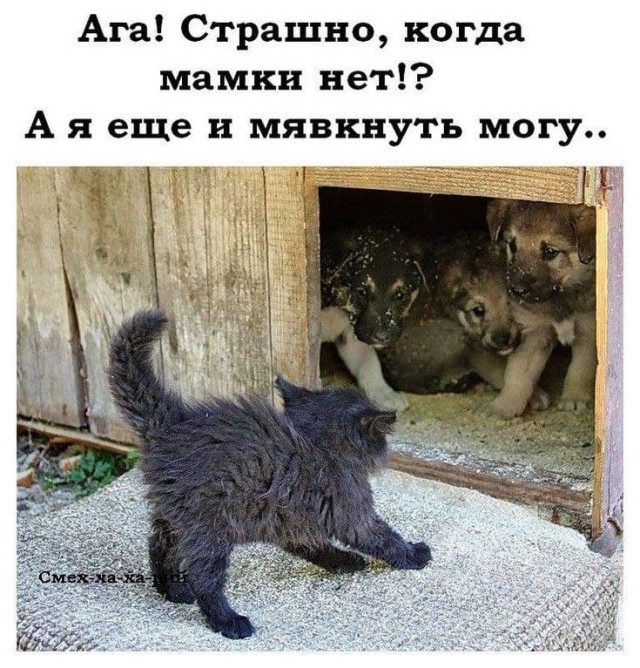 Чуть-чуть смешных картинок, чтобы не грустить перед работой