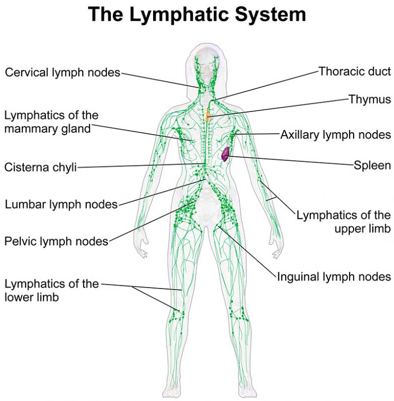 Красота и лимфатическая система