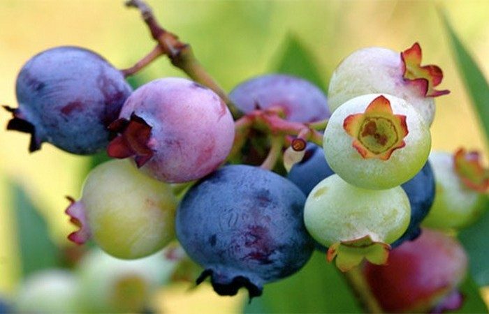 Малоизвестные факты о фруктах со всего мира